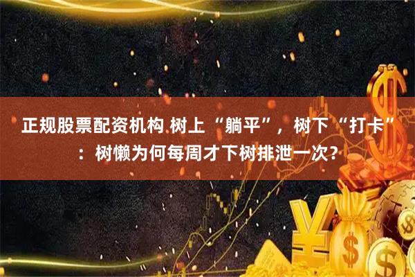 正规股票配资机构 树上 “躺平”，树下 “打卡”：树懒为何每周才下树排泄一次？